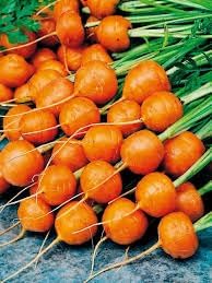 Parisian Carrot Seeds for Planting heirloom & Non-GMO Seeds